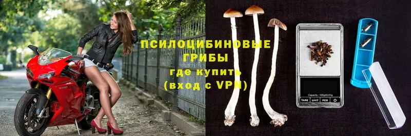 Псилоцибиновые грибы Psilocybe  Палласовка 